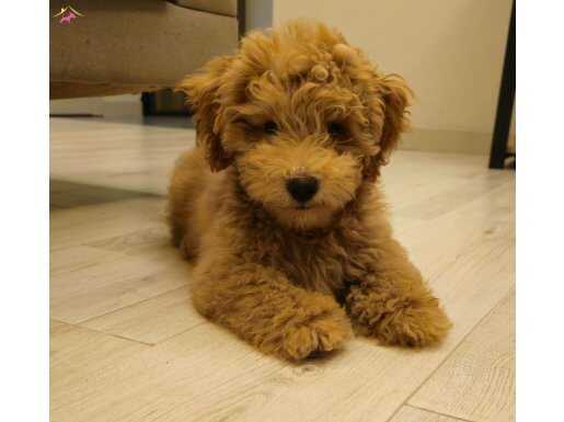 4 aylik yavru köpek 