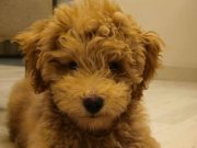 4 aylik yavru köpek 