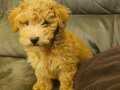 Toy poodle 2.5 aylik 