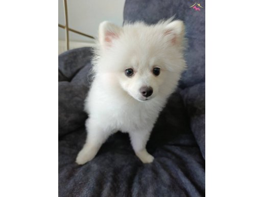 5 Aylık Beyaz Dişi Pomeranian Boo