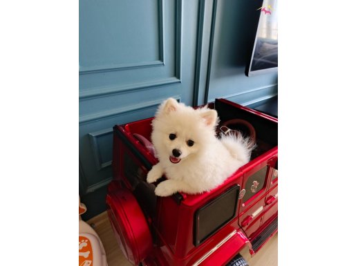 5 Aylık Beyaz Dişi Pomeranian Boo