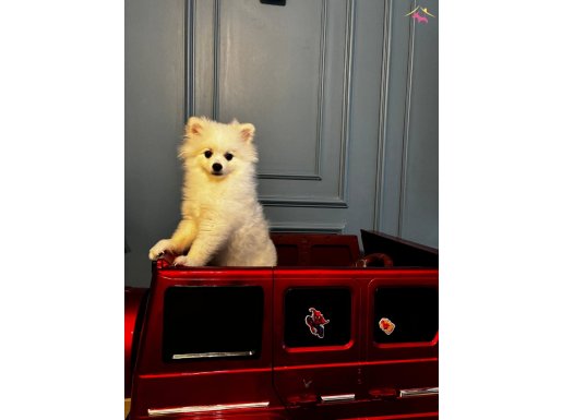 6 Aylık Beyaz Dişi (Erzincan) 