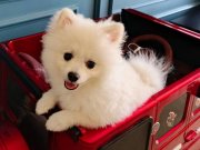 5 Aylık Beyaz Dişi