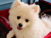 6 Aylık Beyaz Oyuncu Dişi Kızımız