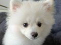 5 Aylık Beyaz Dişi Pomeranian Boo