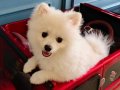 5 Aylık Beyaz Dişi Pomeranian Boo