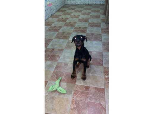 3,5 ayşık dişi doberman (avrupa)