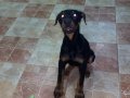 3,5 ayşık dişi doberman (avrupa)