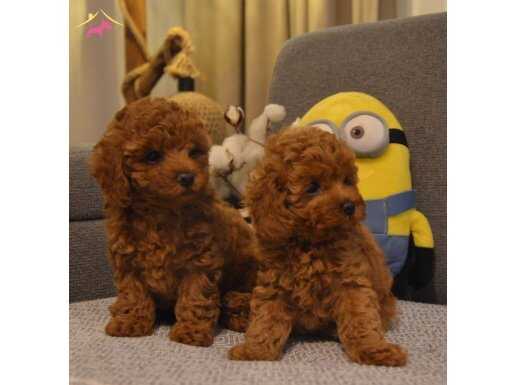 Küçük Irk Harika Poodle Yavrularım