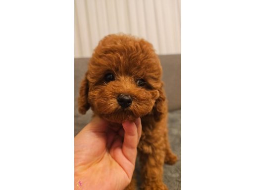 Kore Kan Poodle - aile ortamında