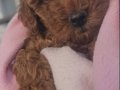 Aileden Kore Kan Dark Brown Toy Poodle – Tek Yavru