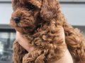 Aileden Kore Kan Dark Brown Toy Poodle – Tek Yavru