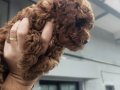 Aileden Kore Kan Dark Brown Toy Poodle – Tek Yavru