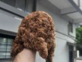 Aileden Kore Kan Dark Brown Toy Poodle – Tek Yavru