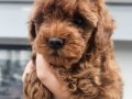 Aileden Kore Kan Dark Brown Toy Poodle – Tek Yavru