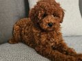 Kızıl-kahverengi - kore kan - Aileden Toy poodle