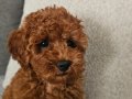 Kızıl-kahverengi - kore kan - Aileden Toy poodle