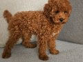 Kızıl-kahverengi - kore kan - Aileden Toy poodle