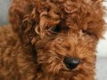 Kızıl-kahverengi - kore kan - Aileden Toy poodle