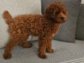 Kızıl-kahverengi - kore kan - Aileden Toy poodle