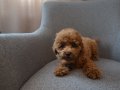 Aile Ortamından Toy Poodle