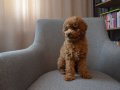 Aile Ortamından Toy Poodle