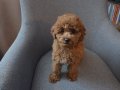 Aile Ortamından Toy Poodle