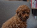 Aile Ortamından Toy Poodle