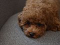 Aile Ortamından Toy Poodle