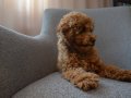 Aile Ortamından Toy Poodle