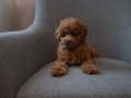 Aile Ortamından Toy Poodle
