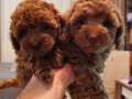 Orjinal kore kan toy poodle - en iyisi