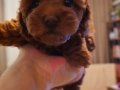 Orjinal kore kan toy poodle - en iyisi