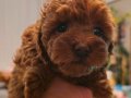 Orjinal kore kan toy poodle - en iyisi
