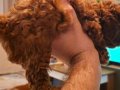 Orjinal kore kan toy poodle - en iyisi