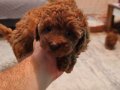 Orjinal kore kan toy poodle - en iyisi