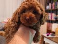 Orjinal kore kan toy poodle - en iyisi