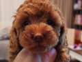 Orjinal kore kan toy poodle - en iyisi
