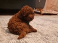 Orjinal kore kan toy poodle - en iyisi