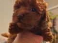 Orjinal kore kan toy poodle - en iyisi