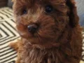 Red brown Kore toy poodle aileden