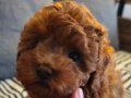 Red brown Kore toy poodle aileden