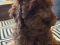 Red brown Kore toy poodle aileden