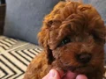 Red brown Kore toy poodle aileden