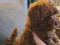Red brown Kore toy poodle aileden
