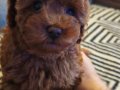 Red brown Kore toy poodle aileden