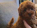 Red brown Kore toy poodle aileden