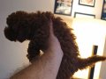 Red brown Kore toy poodle aileden