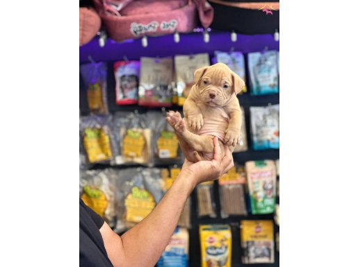 Exotic Bully, Bebek Koruma Köpeği