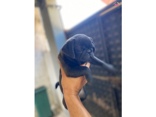2.5 AYLIK PUG